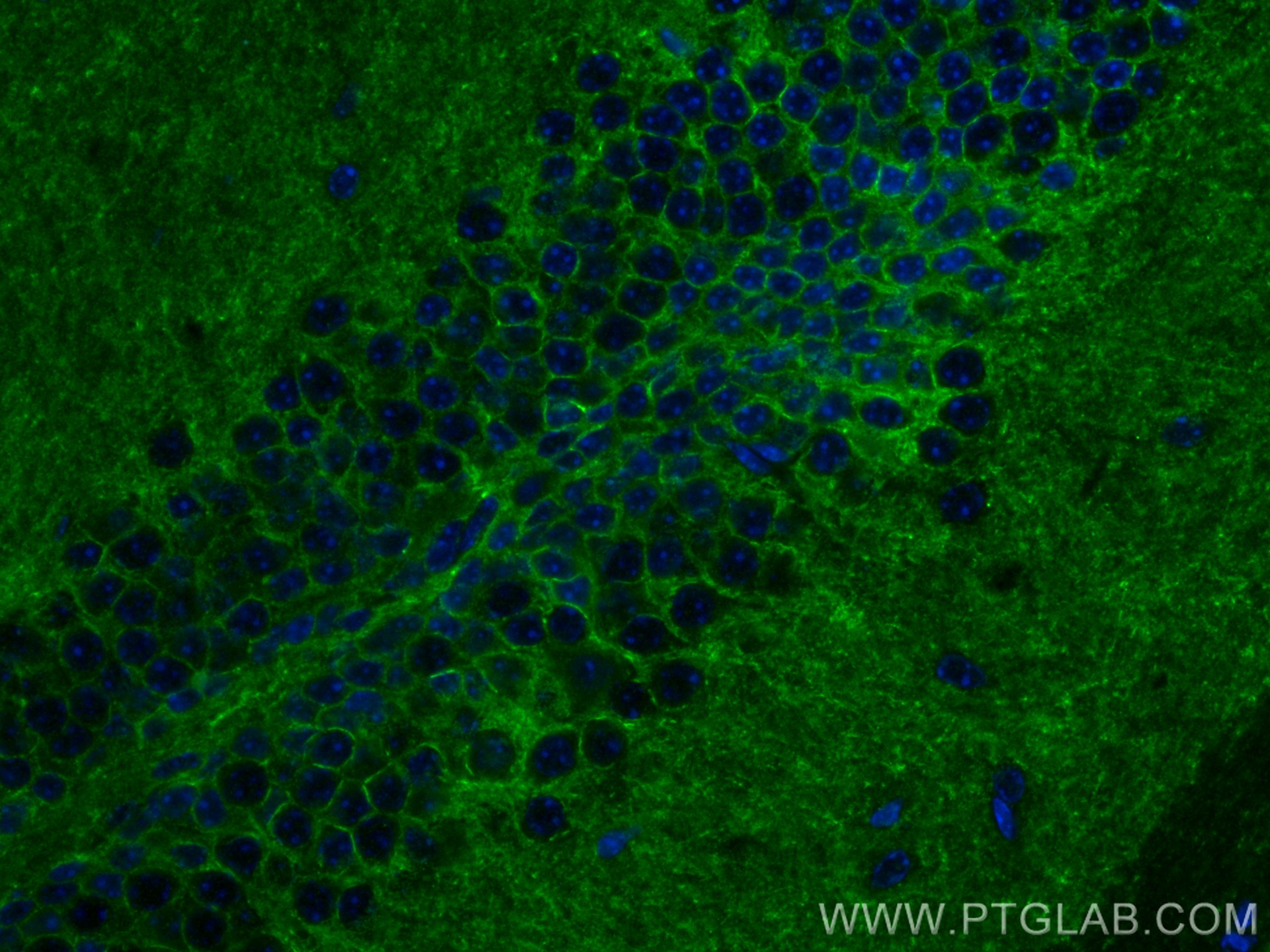 Immunofluorescence (IF) / fluorescent staining of mouse brain tissue using NCAM2 Monoclonal antibody (68205-1-Ig)