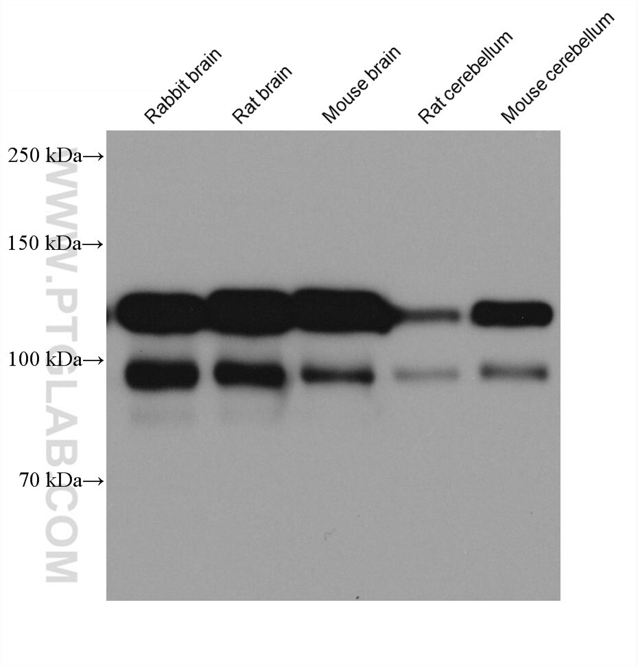 Western Blot (WB) analysis of various lysates using NCAM2 Monoclonal antibody (68205-1-Ig)