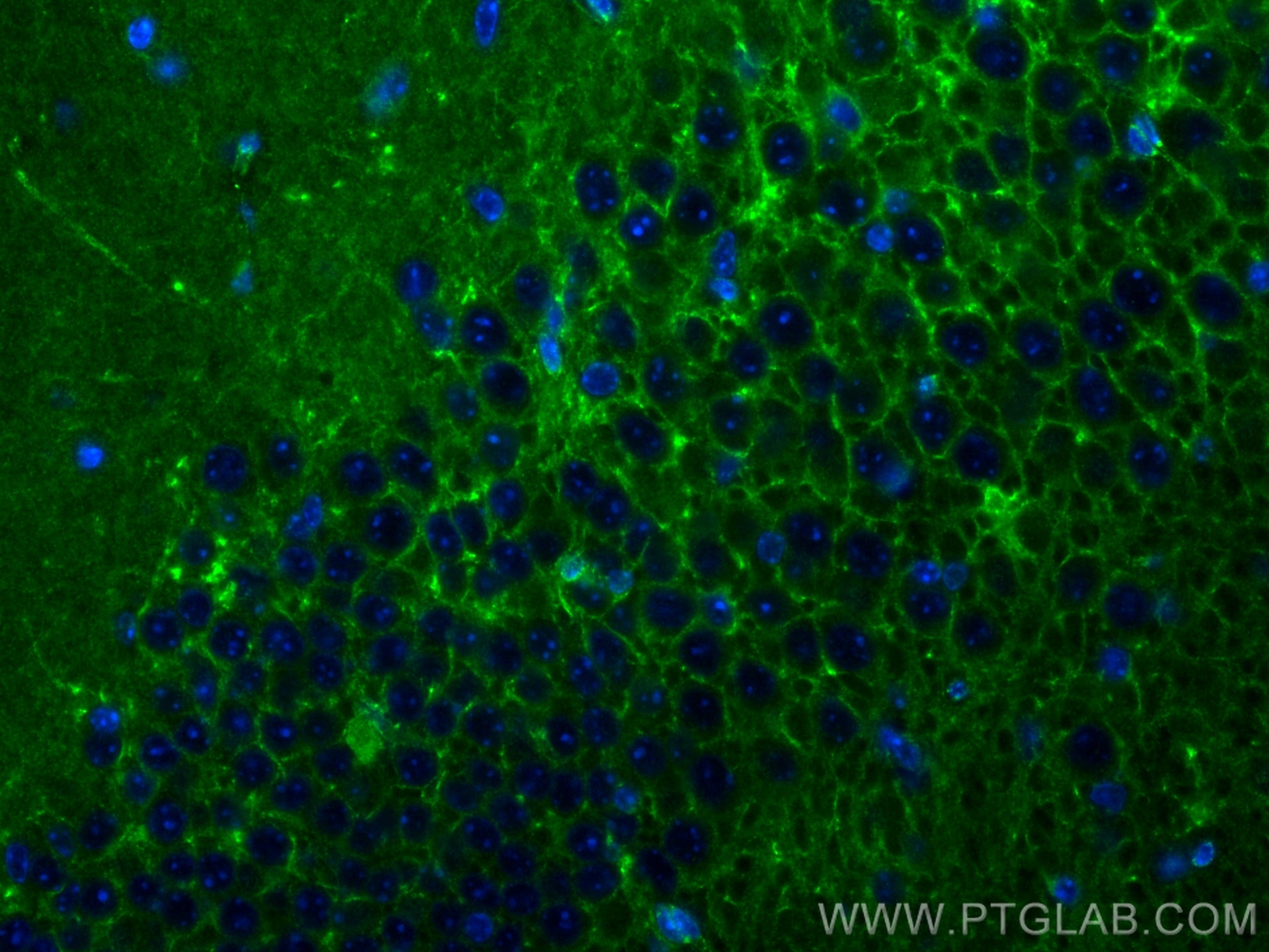 Immunofluorescence (IF) / fluorescent staining of mouse brain tissue using NCAM2 Recombinant antibody (83494-6-RR)