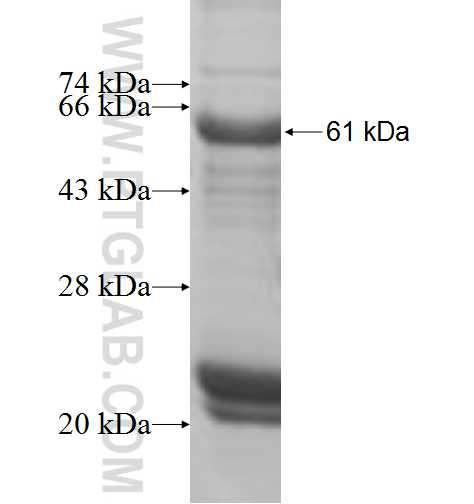 NCAM2 fusion protein Ag4821 SDS-PAGE