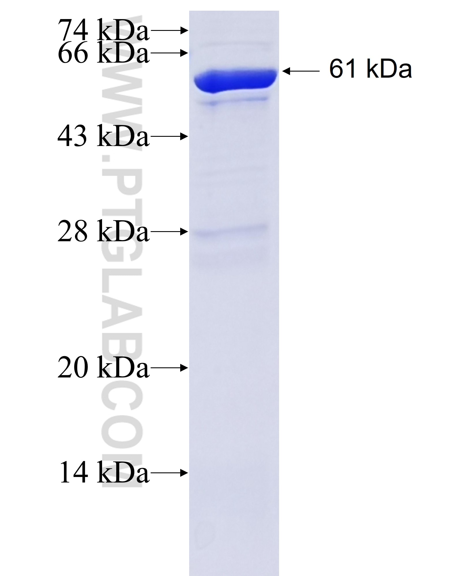 NCAM2 fusion protein Ag4821 SDS-PAGE