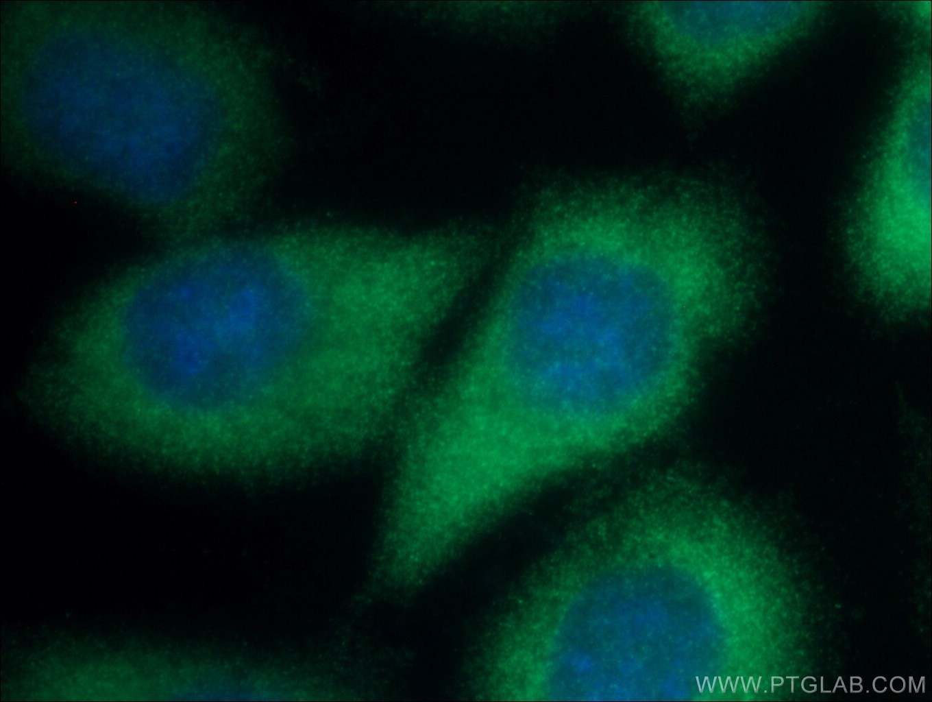 Immunofluorescence (IF) / fluorescent staining of HeLa cells using NCAPD2 Polyclonal antibody (13382-1-AP)