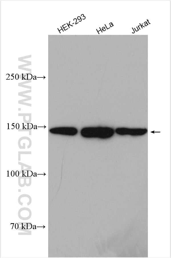 Western Blot (WB) analysis of various lysates using NCAPD2 Polyclonal antibody (13382-1-AP)