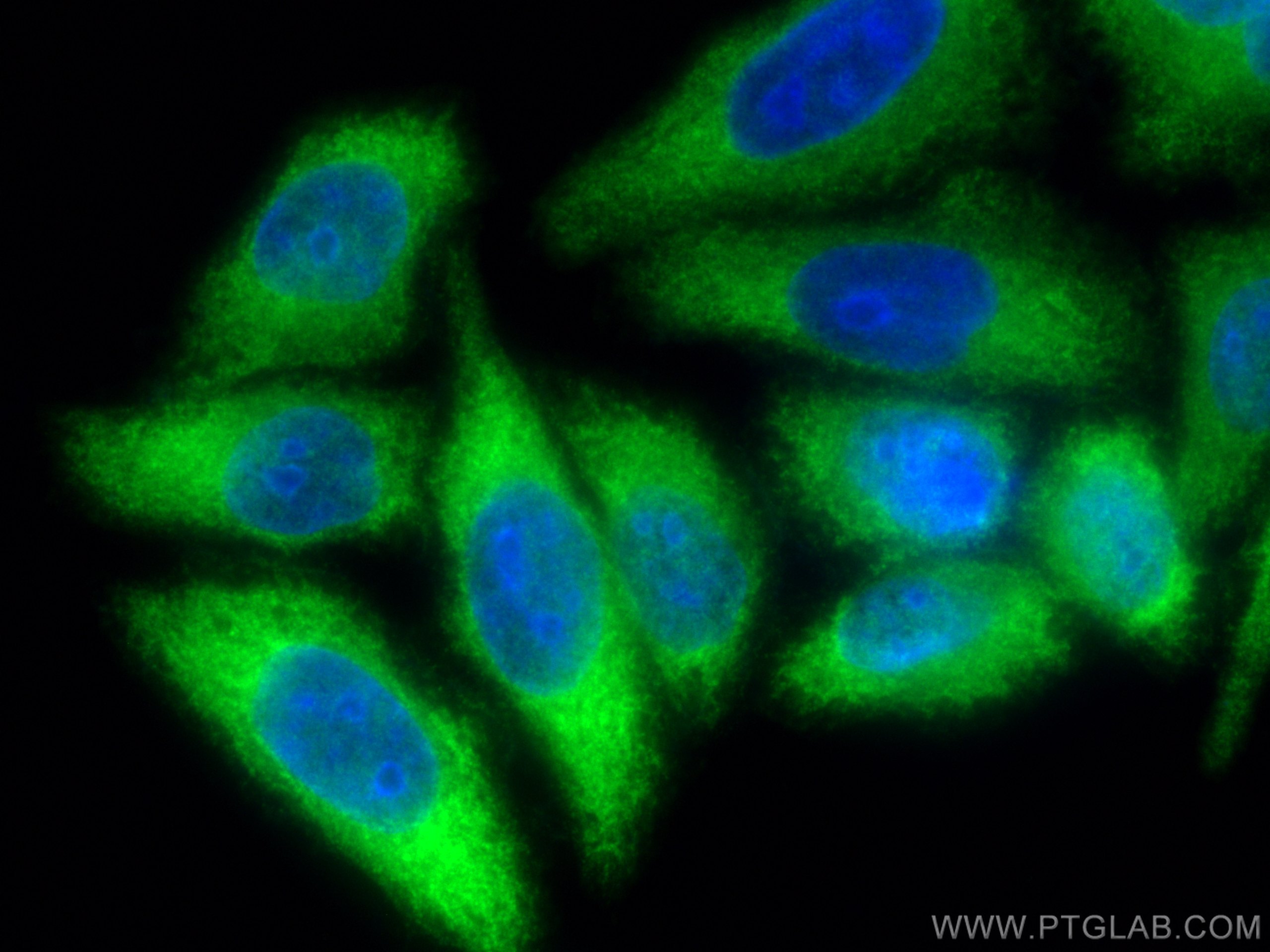 IF Staining of HepG2 using 24563-1-AP