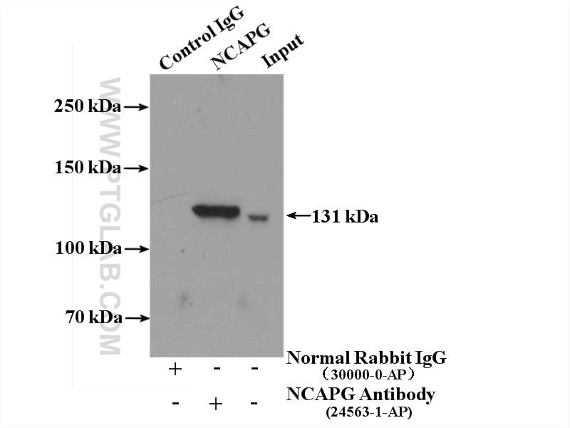 Immunoprecipitation (IP) experiment of HEK-293 cells using NCAPG Polyclonal antibody (24563-1-AP)
