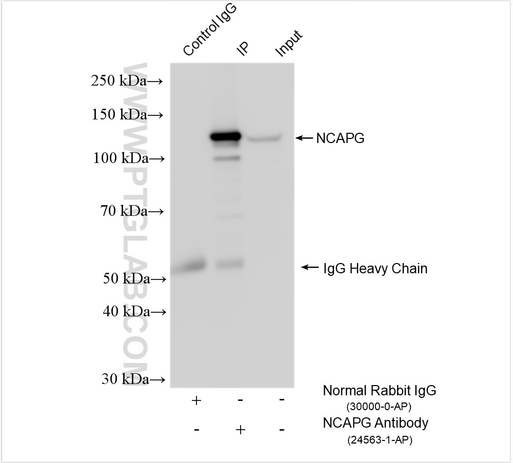Immunoprecipitation (IP) experiment of HEK-293 cells using NCAPG Polyclonal antibody (24563-1-AP)