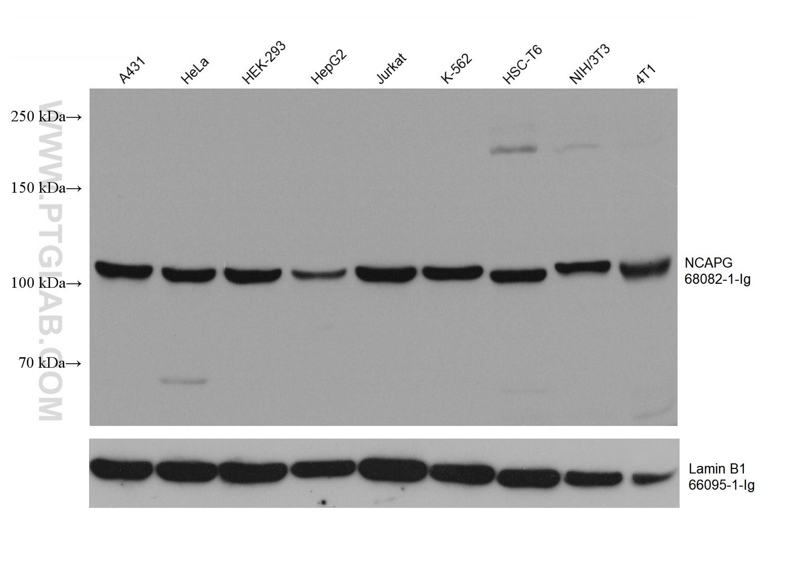 Western Blot (WB) analysis of various lysates using NCAPG Monoclonal antibody (68082-1-Ig)