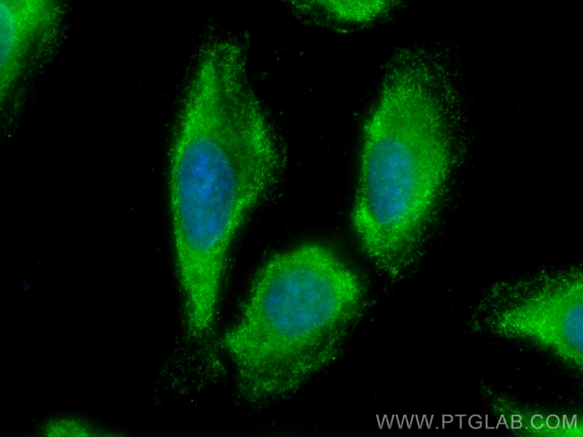 Immunofluorescence (IF) / fluorescent staining of U2OS cells using CoraLite® Plus 488-conjugated NCAPG Monoclonal ant (CL488-68082)