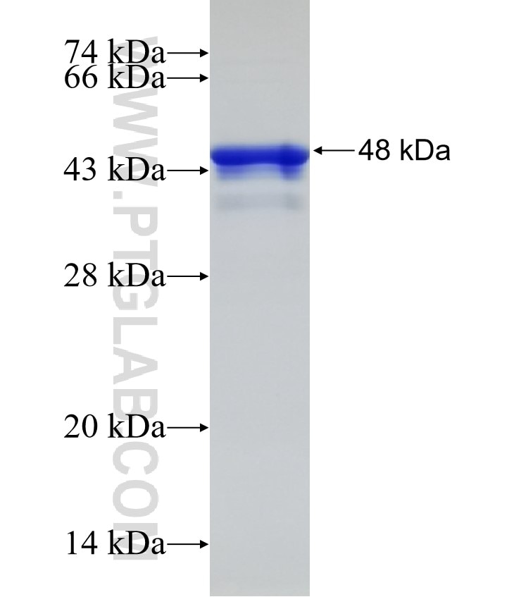 NCAPG fusion protein Ag32040 SDS-PAGE