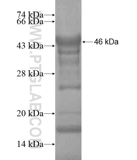 NCAPG fusion protein Ag19926 SDS-PAGE