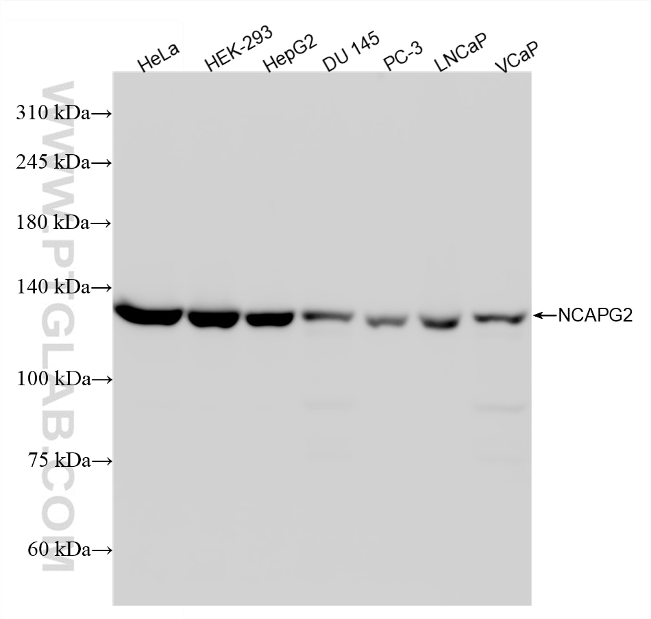 WB analysis using 87645-1-RR Western Blot (WB) analysis of various lysates using NCAPG2 Recombinant monoclonal antibody (87645-1-RR)