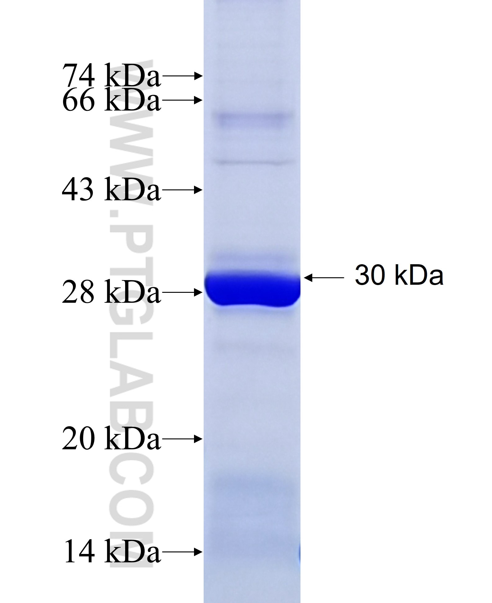 NCAPG2 fusion protein Ag34991 SDS-PAGE