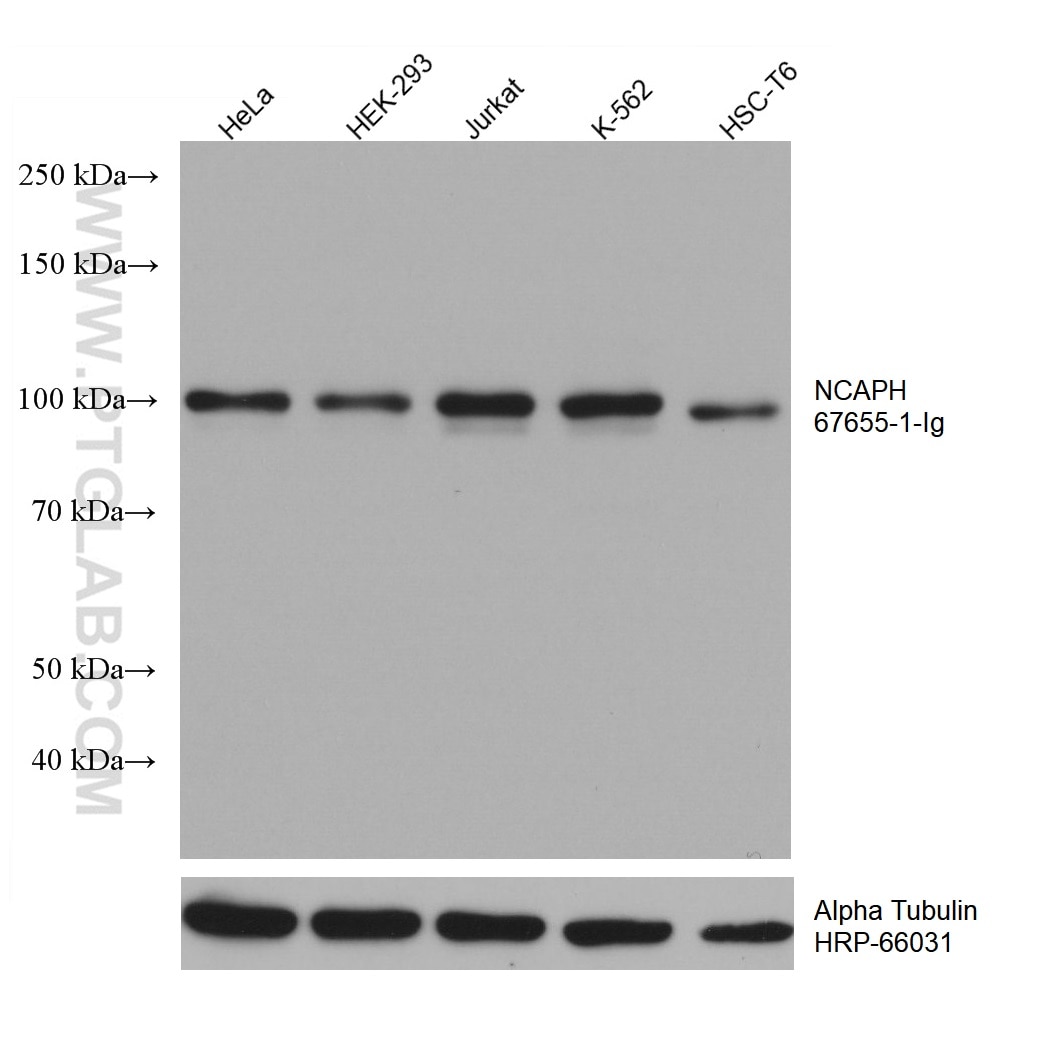 Western Blot (WB) analysis of various lysates using NCAPH Monoclonal antibody (67655-1-Ig)