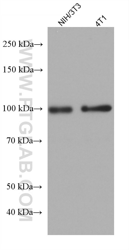 Western Blot (WB) analysis of various lysates using NCAPH Monoclonal antibody (67655-1-Ig)