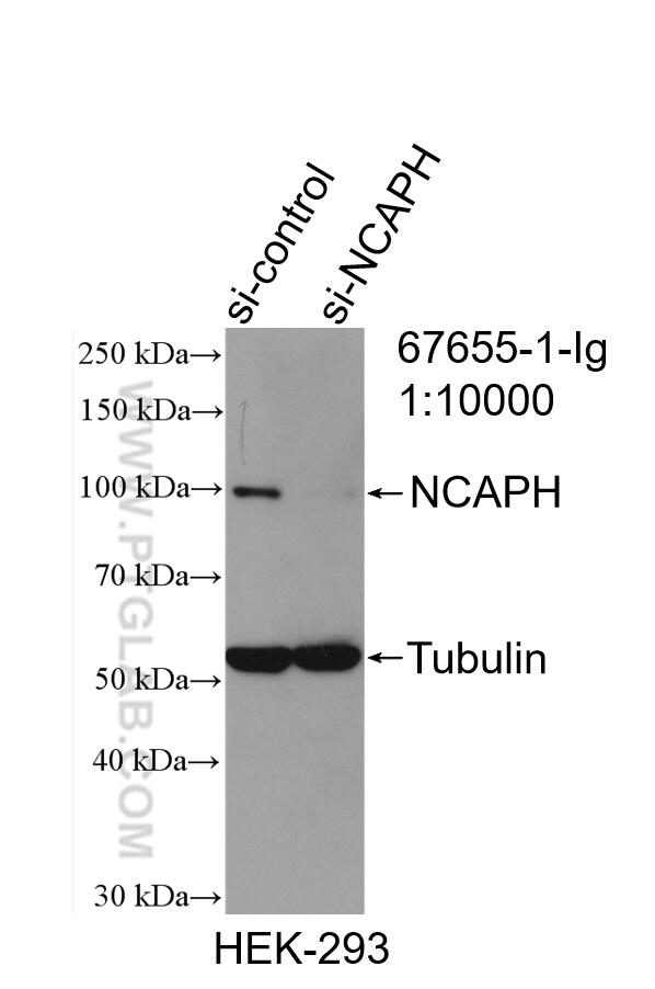 Western Blot (WB) analysis of HEK-293 cells using NCAPH Monoclonal antibody (67655-1-Ig)