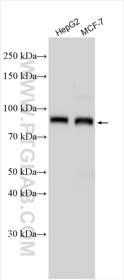 Western Blot (WB) analysis of various lysates using NCAPH2 Polyclonal antibody (26172-1-AP)