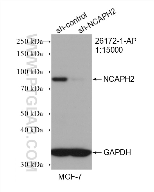Western Blot (WB) analysis of MCF-7 cells using NCAPH2 Polyclonal antibody (26172-1-AP)