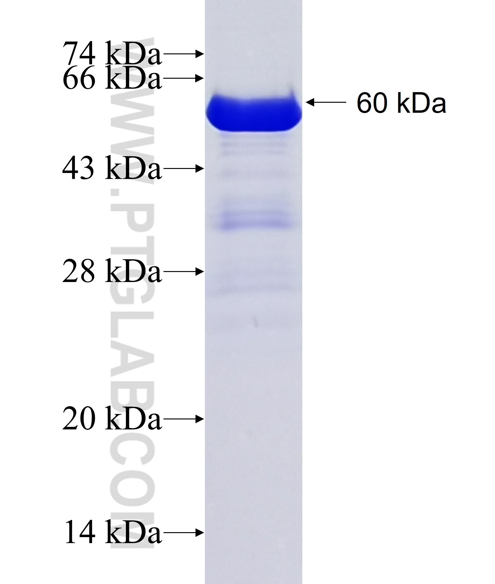NCCRP1 fusion protein Ag23642 SDS-PAGE