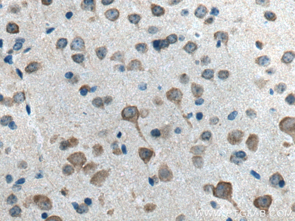 Immunohistochemistry (IHC) staining of mouse brain tissue using Neurochondrin Polyclonal antibody (13187-1-AP)
