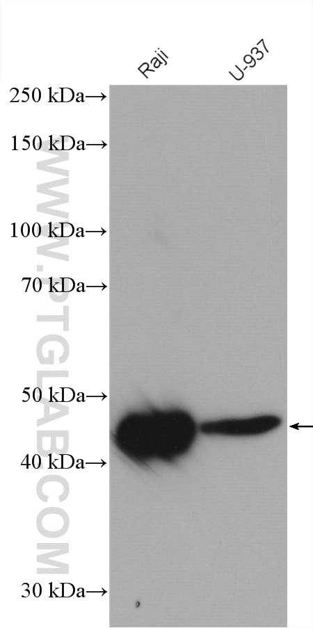 Western Blot (WB) analysis of various lysates using p47 phox Polyclonal antibody (28187-1-AP)