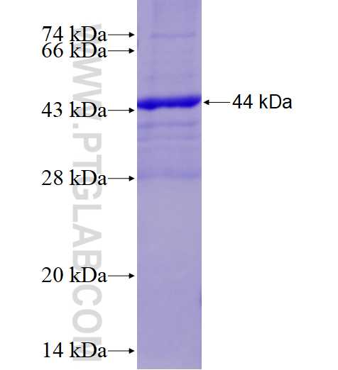 NCF1 fusion protein Ag28089 SDS-PAGE