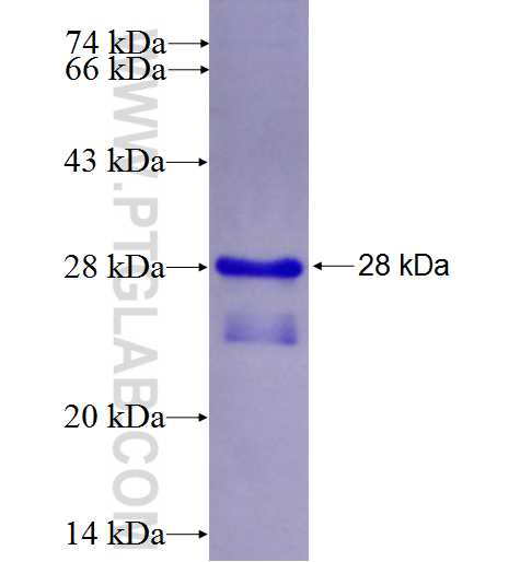 NCF1 fusion protein Ag6026 SDS-PAGE