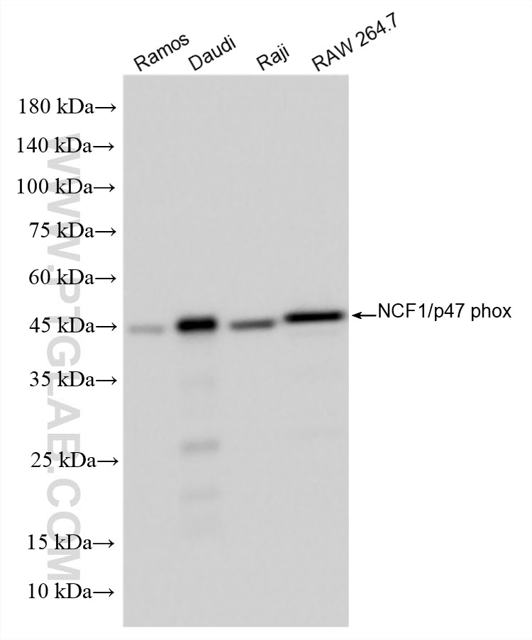 WB analysis using 86733-3-RR (same clone as 86733-3-PBS) Western Blot (WB) analysis of various lysates using NCF1/p47 phox Recombinant monoclonal antibody (86733-3-RR)