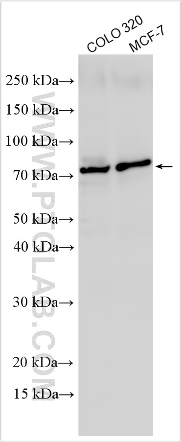 Western Blot (WB) analysis of various lysates using NOXA2/p67phox Polyclonal antibody (15551-1-AP)