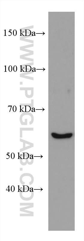 Western Blot (WB) analysis of HepG2 cells using NOXA2/p67phox Monoclonal antibody (67594-1-Ig)