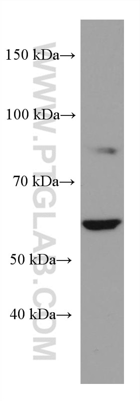 Western Blot (WB) analysis of L02 cells using NOXA2/p67phox Monoclonal antibody (67594-1-Ig)