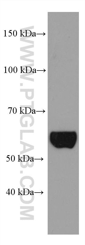Western Blot (WB) analysis of pig liver tissue using NOXA2/p67phox Monoclonal antibody (67594-1-Ig)