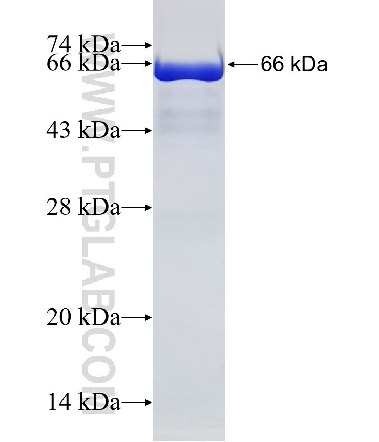 NCF2 fusion protein Ag31187 SDS-PAGE