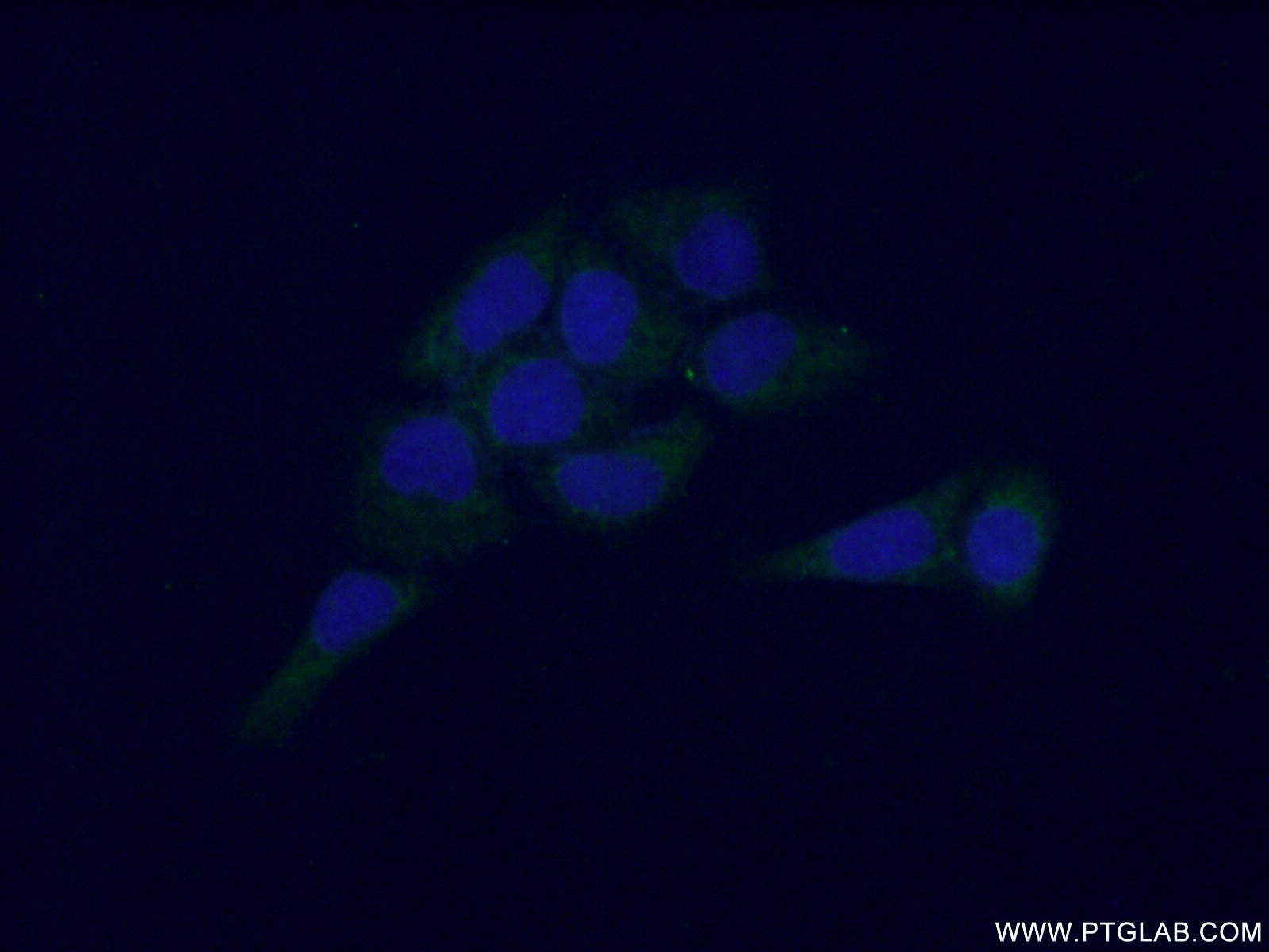 Immunofluorescence (IF) / fluorescent staining of L02 cells using NCF4 Polyclonal antibody (14648-1-AP)