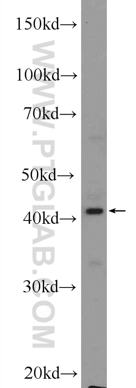 Western Blot (WB) analysis of L02 cells using NCF4 Polyclonal antibody (14648-1-AP)