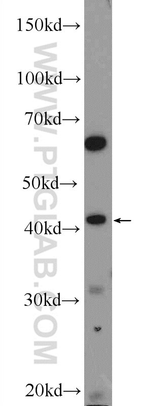 Western Blot (WB) analysis of L02 cells using NCF4 Polyclonal antibody (14648-1-AP)