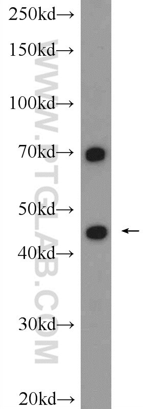 Western Blot (WB) analysis of L02 cells using NCF4 Polyclonal antibody (15001-1-AP)
