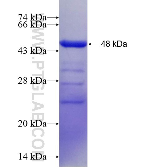 NCF4 fusion protein Ag6107 SDS-PAGE