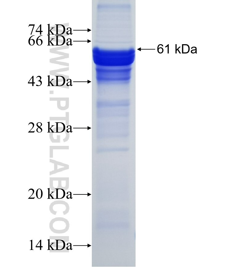 NCF4 fusion protein Ag6241 SDS-PAGE