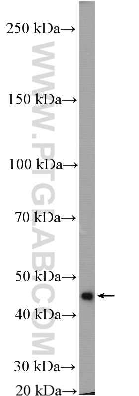 Western Blot (WB) analysis of mouse liver tissue using NCK1 Polyclonal antibody (15247-1-AP)