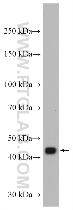 Western Blot (WB) analysis of mouse brain tissue using NCK1 Polyclonal antibody (15247-1-AP)