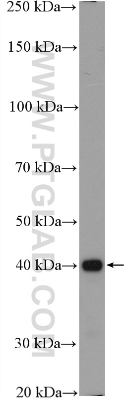 Western Blot (WB) analysis of rat brain tissue using NCK1 Polyclonal antibody (15247-1-AP)