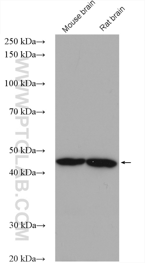 Western Blot (WB) analysis of various lysates using NCK1 Polyclonal antibody (15247-1-AP)