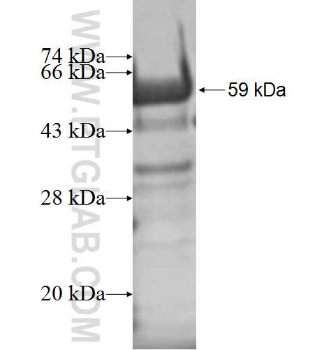 NCK1 fusion protein Ag0979 SDS-PAGE