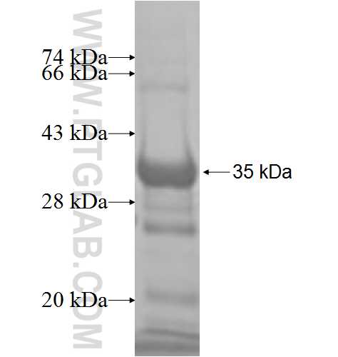 NCK1 fusion protein Ag8053 SDS-PAGE