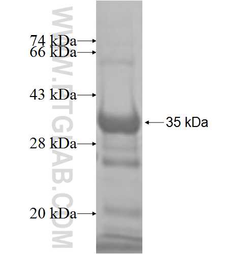 NCK1 fusion protein Ag8053 SDS-PAGE
