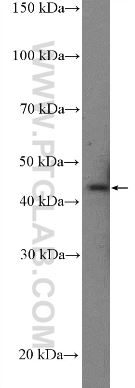 Western Blot (WB) analysis of U-937 cells using NCK2 Polyclonal antibody (10206-1-AP)