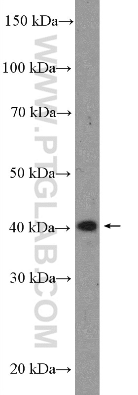 Western Blot (WB) analysis of U-937 cells using NCK2 Polyclonal antibody (10206-1-AP)