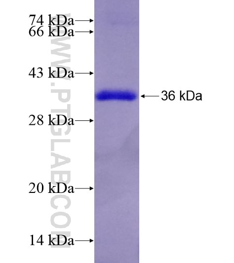 NCK2 fusion protein Ag29059 SDS-PAGE