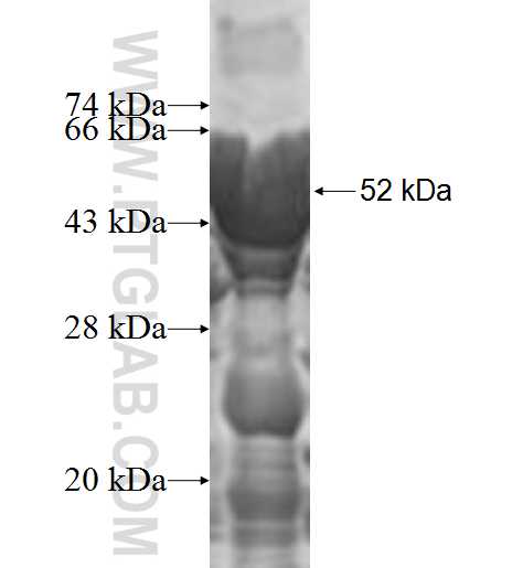 NCK2 fusion protein Ag0262 SDS-PAGE