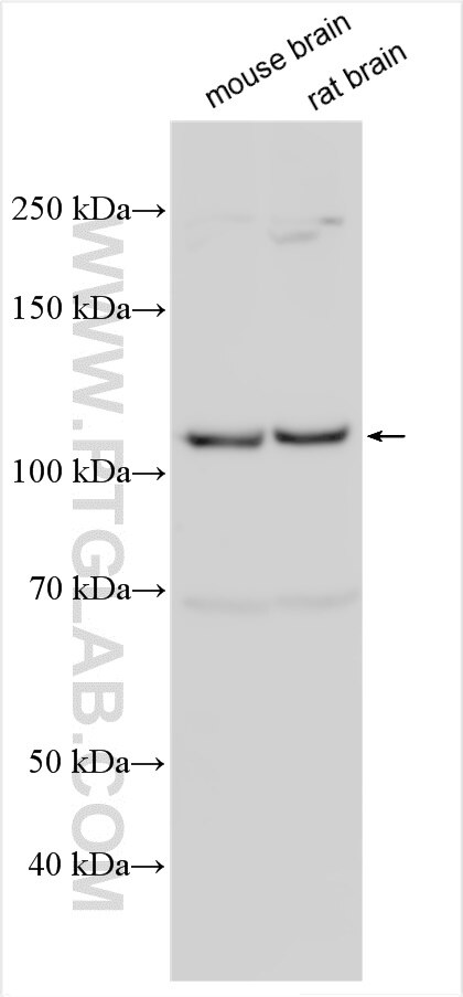 Western Blot (WB) analysis of various lysates using NCKAP1 Polyclonal antibody (12140-1-AP)